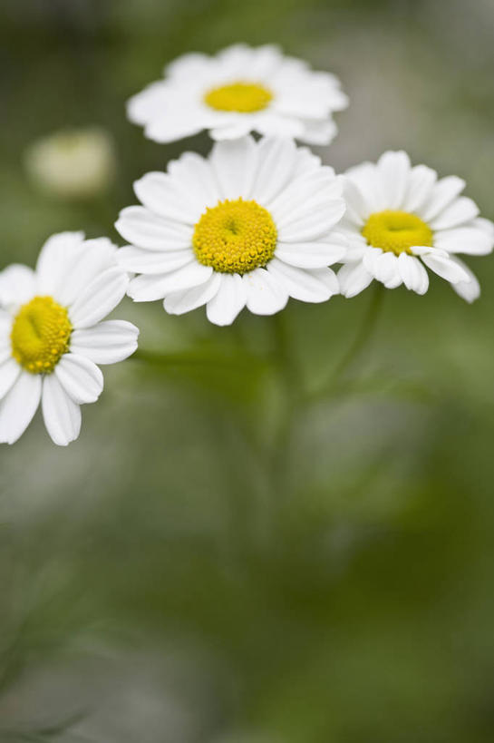 无人,竖图,室外,特写,白天,留白,美景,植物,景观,花,花瓣,白色,自然,夏天,菊花,景色,摄影,环境,艾菊,菊科植物,草本,清新,自然风光,柔焦,彩图