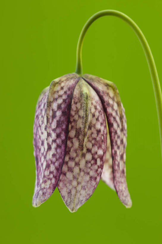 无人,竖图,室外,特写,白天,留白,美景,植物,蔬菜,吊挂,悬挂,绿色背景,新鲜,盛开,景观,食品,挂,花蕾,花,花瓣,花朵,鲜花,食物,一朵,一个,粉色,绿色,紫色,白色,自然,春天,花苞,花蕊,景色,摄影,有机食品,绿色食品,单个,环境,简单,清新,自然风光,花格贝母,豹纹蝶,式样,贝母,彩图