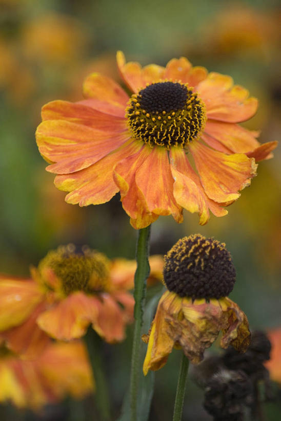 无人,竖图,室外,特写,白天,美景,植物,景观,花,一个,自然,夏天,景色,摄影,单个,环境,自然风光,紫苑,秋天,彩图,堆心菊,多年生植物