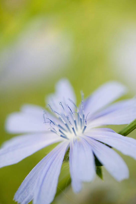 无人,竖图,室外,特写,白天,留白,美景,植物,盛开,景观,菊苣,花蕾,花,花瓣,花朵,鲜花,一朵,一个,自然,夏天,花苞,花蕊,景色,摄影,单个,褪色,环境,雄蕊,清新,自然风光,彩图