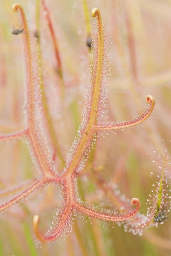 无人,竖图,室外,特写,白天,留白,美景,植物,叶子,捕食,景观,一个,粉色,绿色,自然,夏天,景色,摄影,生长,单个,成长,环境,死亡,气候,热带气候,清新,自然风光,陷阱,茅膏菜,彩图