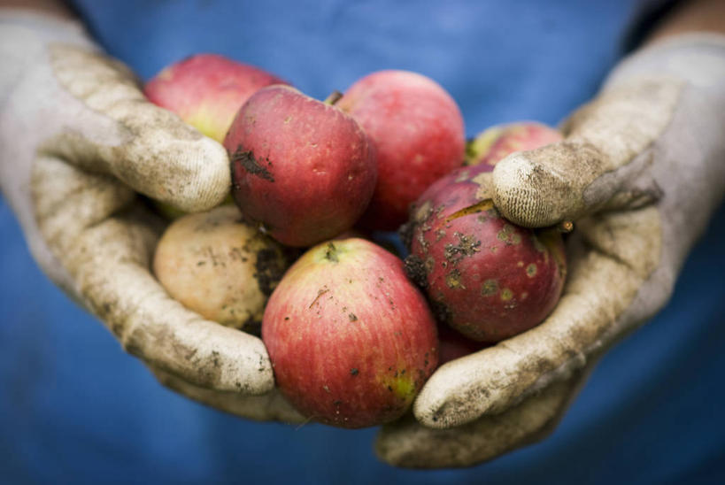 成年人,中年人,手,一个人,菜园,农田,横图,室外,特写,白天,工作服,制服,安全,农业,庄稼,农作物,采摘,美景,植物,苹果,水果,仅一个女性,仅一个人,景观,园艺,食品,防护,饮品,拿着,饮食,食物,饮料,衣服,自然,手套,夏天,仅一个中年女性,职业,景色,人体,摄影,落下,收获,保护,环境,可口,清新,自然风光,保险,防护服,选择,保全,周全,安稳,安定,防护手套,工作制服,适口,平安,女人,女性,中年女性,休闲活动,烹调,彩图,工作套服,耕地,庄稼田,瘀伤