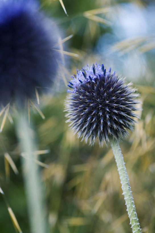 无人,竖图,室外,特写,白天,美景,植物,景观,花,一个,紫色,自然,夏天,蓟,景色,摄影,生长,单个,环境,锋利,尖锐,清新,自然风光,手摇花,蓝刺头,彩图,多年生植物
