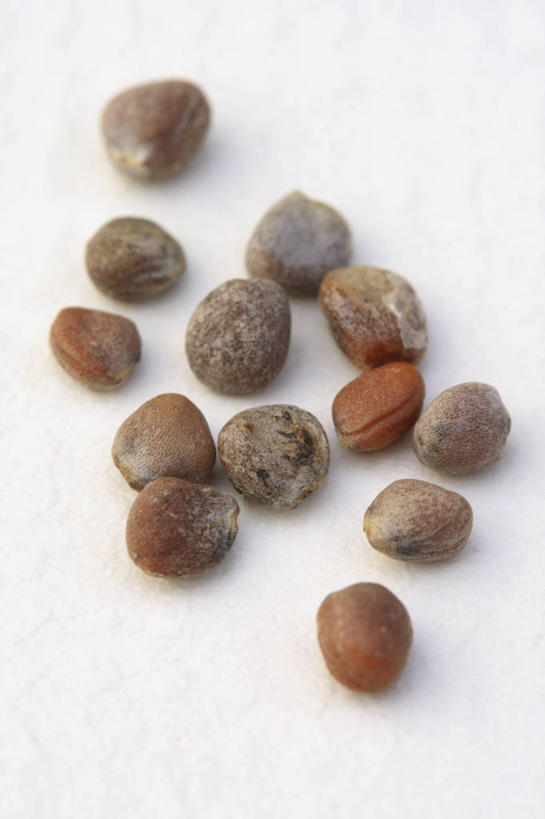 无人,竖图,室内,特写,白天,白色背景,美景,植物,萝卜,蔬菜,景观,园艺,食品,褐色,种子,饮食,白色,自然,景色,摄影,环境,自然风光,开端,休闲活动,彩图,影棚拍摄