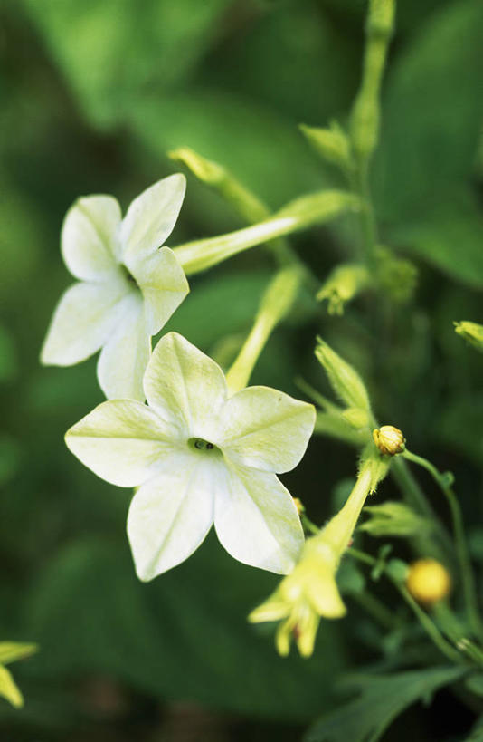 无人,竖图,室外,特写,白天,农作物,美景,植物,景观,花,白色,自然,夏天,景色,摄影,环境,自然风光,花烟草,烟草,彩图