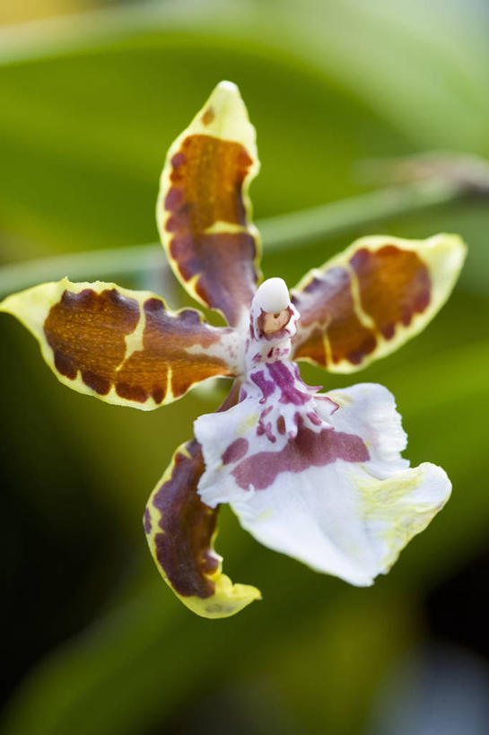 无人,竖图,室内,特写,白天,美景,植物,盛开,景观,花蕾,花,花瓣,花朵,鲜花,一朵,一个,白色,自然,花苞,花蕊,景色,摄影,生长,单个,环境,点状,气候,热带气候,清新,自然风光,兰花,彩图