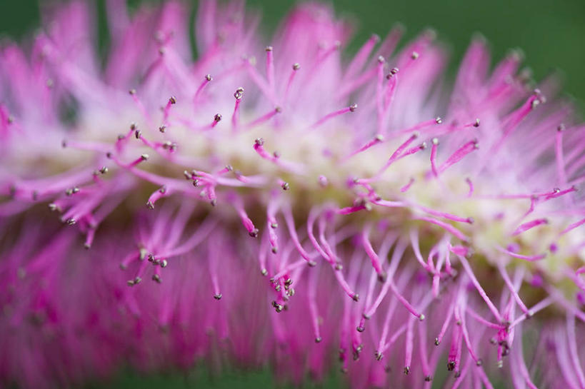 无人,横图,室外,特写,白天,微距,美景,植物,盛开,景观,尖顶,花蕾,花,花瓣,花朵,鲜花,一朵,一个,粉色,自然,夏天,花苞,花蕊,景色,摄影,单个,环境,明亮,脆弱,清新,自然风光,肌理,柔和,天花菜,彩图