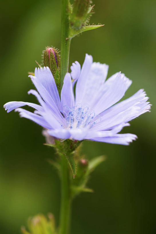 无人,竖图,室外,特写,白天,美景,植物,盛开,景观,菊苣,花蕾,花,花瓣,花朵,鲜花,一朵,自然,夏天,花苞,花蕊,景色,摄影,环境,脆弱,清新,自然风光,彩图