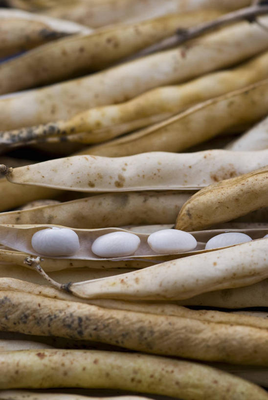 成年人,老年人,无人,竖图,室外,特写,白天,农业,农作物,美景,植物,豆,蔬菜,景观,食品,种子,豆角,饮食,自然,景色,摄影,环境,自然风光,选择,健康食物,豆科植物,青豆,彩图