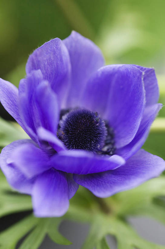 无人,竖图,室外,特写,白天,留白,美景,植物,白头翁,景观,花,一个,蓝色,紫色,自然,夏天,景色,摄影,银莲花,单个,环境,脆弱,清新,自然风光,彩图,多年生植物