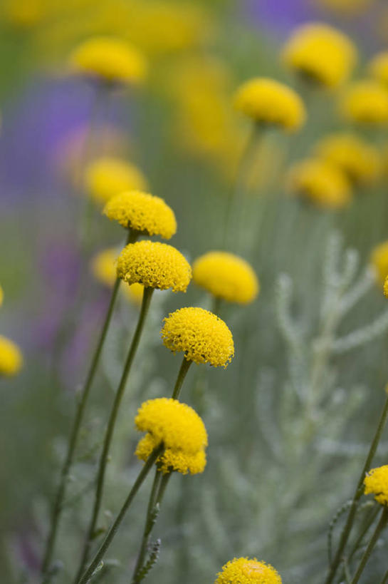 无人,竖图,室外,特写,白天,美景,植物,景观,花,一个,黄色,自然,夏天,景色,摄影,单个,灌木,环境,草本,清新,自然风光,手摇花,彩图