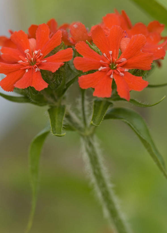 无人,竖图,彩色,室外,特写,白天,美景,植物,景观,花,自然,夏天,景色,摄影,五颜六色,环境,色彩斑斓,清新,自然风光,五彩缤纷,蜡烛花,五彩斑斓,五光十色,彩图
