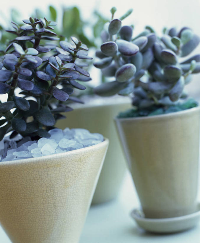 无人,竖图,室内,特写,白天,美景,植物,花盆,盆栽,景观,草药,药草,发财树,现代,中药,三个,自然,景色,摄影,环境,景天,自然风光,药材,中草药,中药材,本草,八宝,彩图,肉质植物,包菜还阳,活血三七