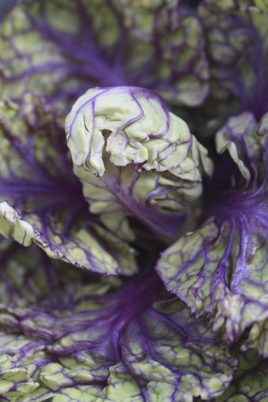 血管,无人,竖图,室外,特写,白天,美景,植物,蔬菜,叶子,新鲜,景观,食品,绿叶,饮品,破坏,饮食,破损,食物,饮料,紫色,自然,嫩叶,景色,摄影,有机食品,绿色食品,环境,损坏,可口,清新,自然风光,球芽甘蓝,式样,适口,畸形,叶,叶片,叶脉,彩图