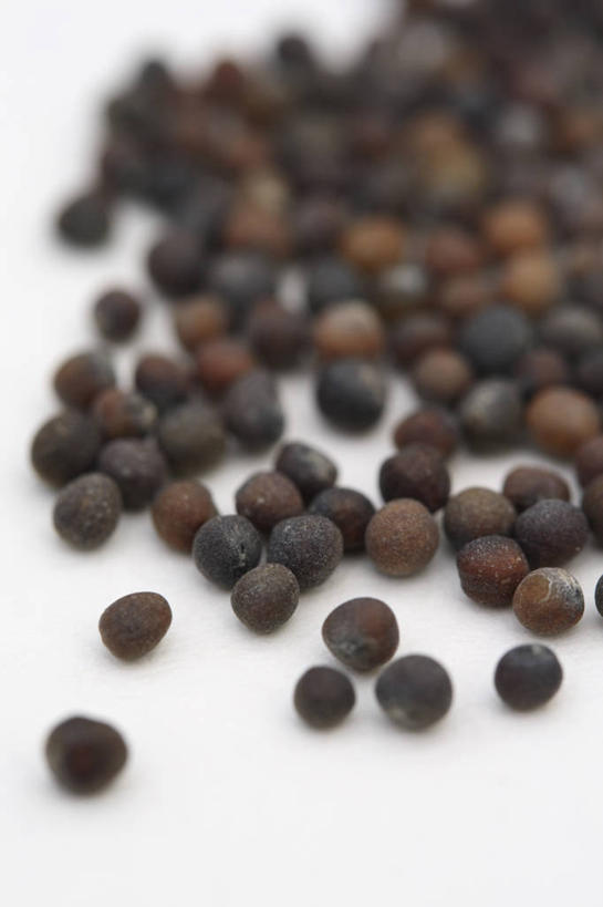 无人,竖图,室内,特写,白天,白色背景,美景,植物,蔬菜,景观,园艺,食品,褐色,种子,饮食,白色,自然,甘蓝,景色,摄影,环境,自然风光,开端,休闲活动,彩图,影棚拍摄