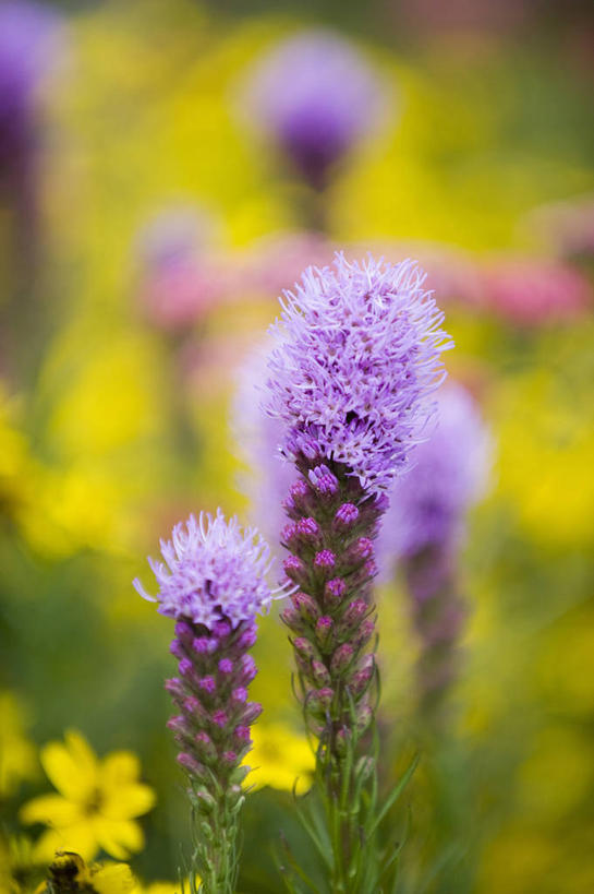 无人,竖图,室外,特写,白天,美景,植物,黄色背景,景观,尖顶,花,一个,黄色,紫色,自然,夏天,景色,摄影,单个,环境,明亮,清新,自然风光,肌理,彩图,鹿舌草,多年生植物
