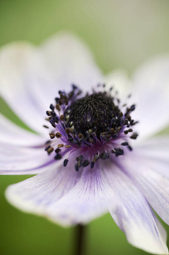 无人,竖图,室外,特写,白天,美景,植物,白头翁,景观,花,一个,白色,自然,夏天,景色,摄影,银莲花,单个,环境,脆弱,清新,自然风光,苍白,彩图,多年生植物