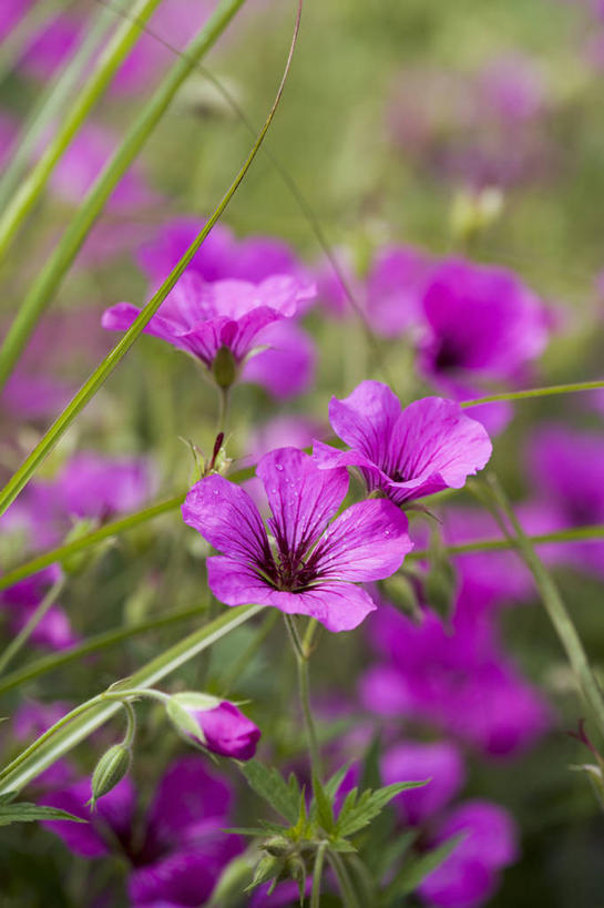 无人,竖图,室外,特写,白天,友谊,热情,美景,植物,景观,花,粉色,阳光,自然,夏天,太阳花,景色,摄影,生长,环境,天竺葵,清新,自然风光,观赏草,牻牛儿苗,彩图,多年生植物