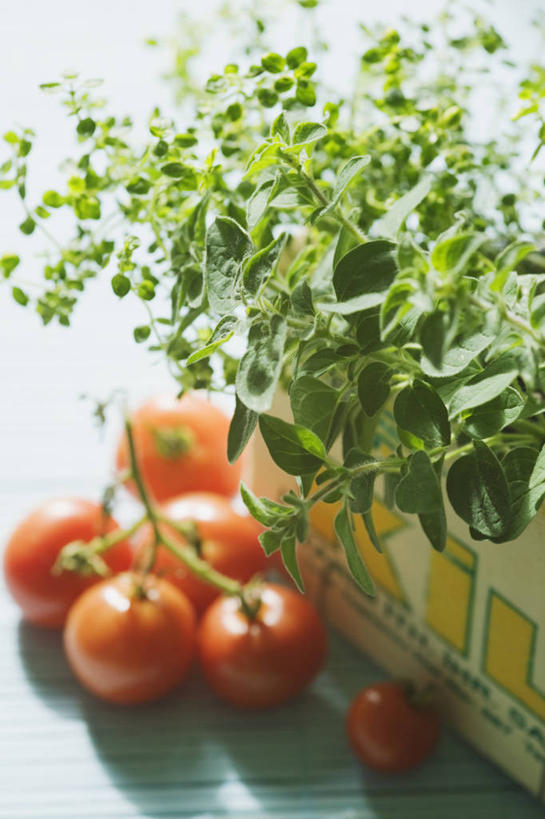 无人,工厂,竖图,室内,特写,白天,美景,植物,蔬菜,西红柿,水果,花盆,景观,园艺,食品,饮食,自然,容器,夏天,景色,摄影,环境,百里香,牛至,草本,地中海文化,清新,自然风光,食品加工厂,循环利用,环境保护,彩图,成分