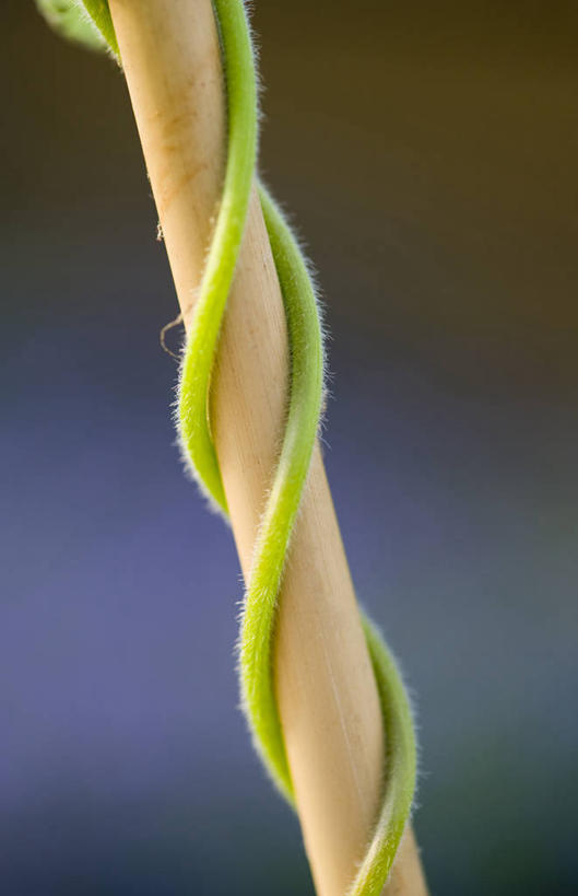 无人,攀登,竖图,室外,特写,白天,美景,山,植物,豆,蔬菜,景观,食品,饮品,豆角,饮食,食物,饮料,一个,绿色,自然,木桩,景色,摄影,生长,单个,支撑,手杖,环境,可口,清新,自然风光,户外活动,红花菜豆,适口,彩图,卷须