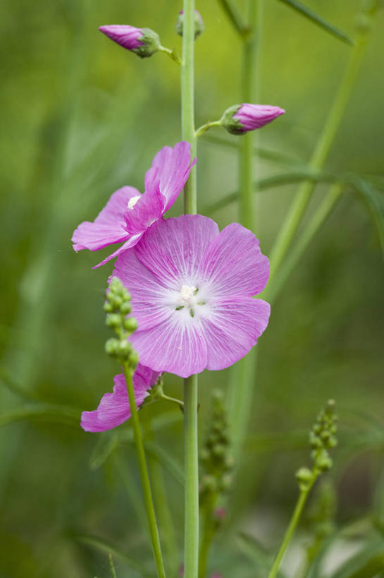 无人,竖图,室外,特写,白天,美景,植物,景观,花,一个,粉色,自然,夏天,景色,摄影,生长,单个,环境,清新,自然风光,彩图,月