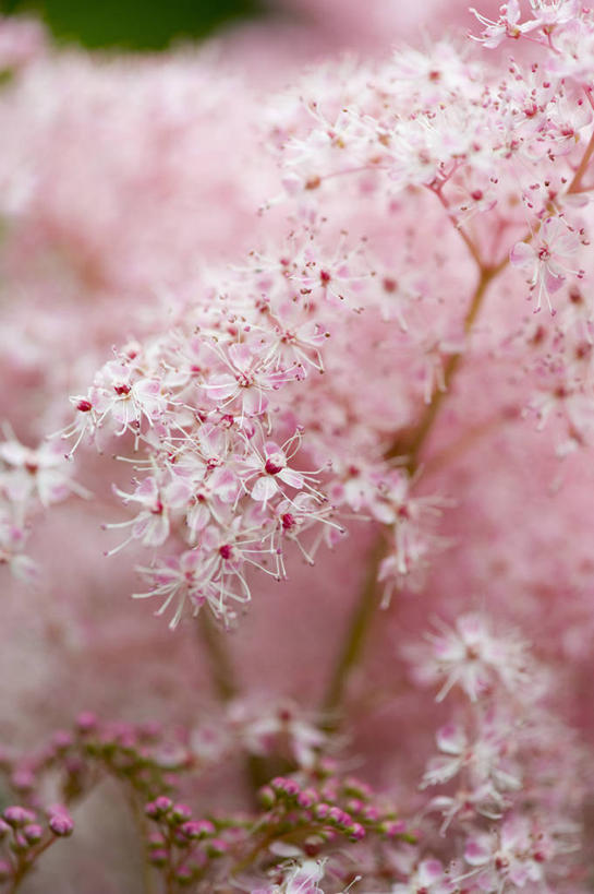 无人,竖图,室外,特写,白天,美景,植物,绣线菊,景观,花,一个,粉色,自然,花束,夏天,祈福,景色,摄影,单个,环境,脆弱,清新,自然风光,努力,肌理,蚂蝗梢,彩图,美人,多年生植物