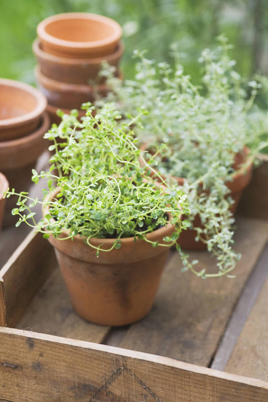 无人,竖图,俯视,室外,特写,白天,美景,植物,叶子,花盆,景观,自然,陶器,景色,摄影,环境,百里香,草本,清新,自然风光,彩图,高角度拍摄