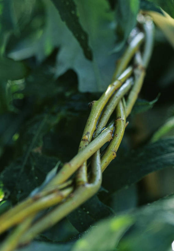 无人,竖图,室外,特写,白天,美景,植物,景观,织物,自然,景色,摄影,环境,自然风光,手艺,美术工艺,彩图,机织物