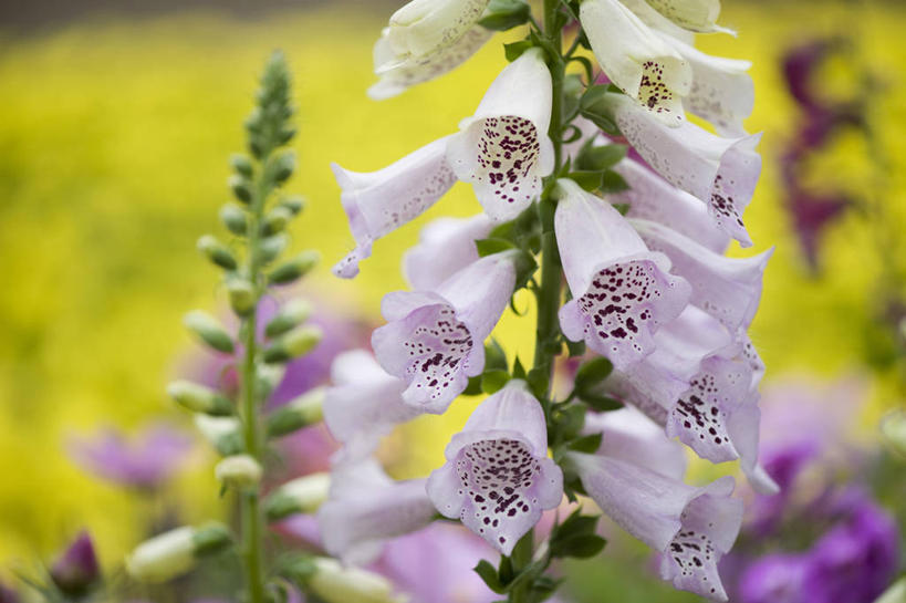 无人,横图,室外,特写,白天,美景,植物,斑点,景观,花,花瓣,一个,粉色,自然,夏天,景色,摄影,单个,环境,毛地黄,清新,自然风光,式样,彩图,二年生植物