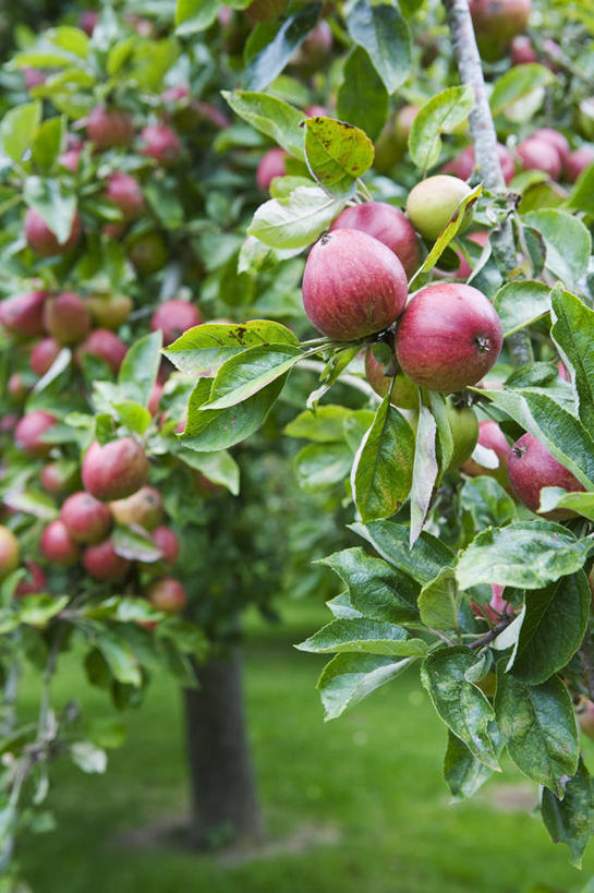 无人,果园,竖图,室外,特写,白天,农作物,美景,植物,苹果,水果,叶子,丰富,景观,食品,饮品,饮食,树,食物,饮料,一个,自然,景色,摄影,生长,收获,单个,环境,可口,清新,自然风光,苹果树,适口,萨默塞特,苹果酒,秋天,彩图,传统文化