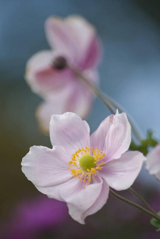 无人,竖图,室外,特写,白天,美景,植物,白头翁,景观,花,一个,粉色,自然,夏天,景色,摄影,银莲花,单个,环境,清新,自然风光,彩图,多年生植物