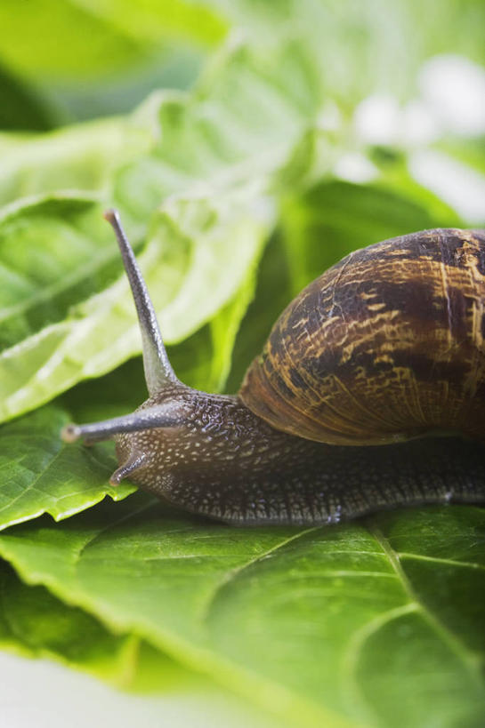 无人,吃,竖图,室外,特写,白天,留白,美景,植物,叶子,蜗牛,景观,沙拉,食品,无脊椎动物,一个,自然,动物,景色,摄影,单个,软体动物,环境,自然风光,害虫,腹足动物,彩图