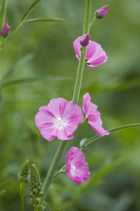 无人,竖图,室外,特写,白天,美景,植物,景观,花,一个,粉色,自然,夏天,景色,摄影,生长,单个,环境,清新,自然风光,彩图,月