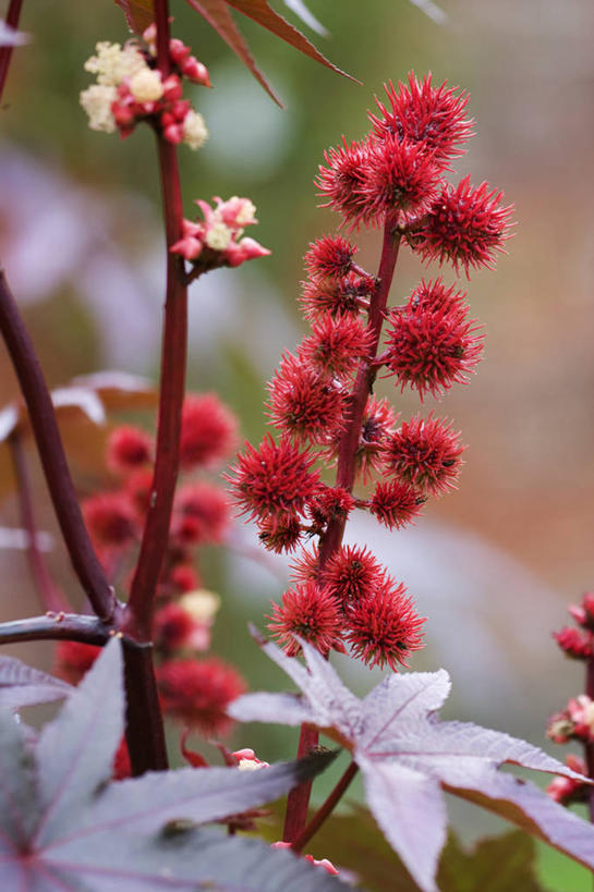 无人,竖图,室外,特写,白天,美景,植物,叶子,药,景观,花,红色,自然,夏天,景色,摄影,灌木,环境,有毒物质,气候,热带气候,脆弱,清新,自然风光,肌理,手摇花,柔和,蓖麻子,彩图,蓖麻油