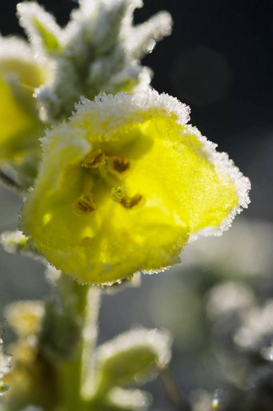 无人,竖图,室外,特写,白天,美景,植物,景观,冬天,霜,花,一个,黄色,白色,自然,景色,寒冷,季节,摄影,单个,环境,夜来香,自然风光,干的,反差,逆光,彩图