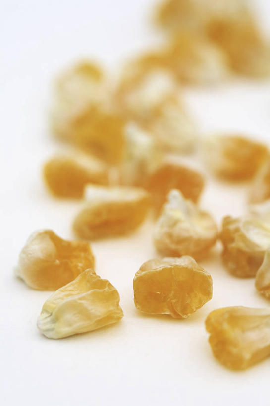 无人,竖图,室内,特写,白天,白色背景,玉米,美景,植物,蔬菜,景观,园艺,食品,种子,饮食,黄色,白色,自然,景色,摄影,环境,自然风光,开端,彩图,影棚拍摄,甜玉米