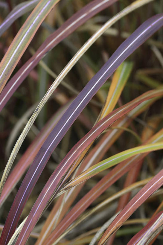 无人,竖图,彩色,室外,特写,白天,美景,植物,叶子,景观,自然,景色,摄影,五颜六色,环境,色彩斑斓,自然风光,五彩缤纷,观赏草,五彩斑斓,五光十色,秋天,彩图,全画面,全框架,全帧,全画幅