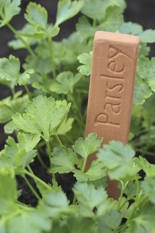 无人,竖图,室外,特写,白天,美景,植物,叶子,标签,景观,食品,饮食,绿色,自然,陶器,景色,摄影,欧芹,环境,草本,清新,自然风光,消息,彩图