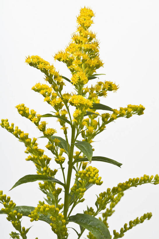 无人,竖图,彩色,室内,特写,留白,美景,植物,叶子,景观,花,花瓣,黄色,绿色,自然,景色,摄影,影棚,五颜六色,环境,明亮,色彩斑斓,草本,清新,自然风光,摄影棚,五彩缤纷,五彩斑斓,秋麒麟草,五光十色,孤独,设计,彩图,影棚拍摄,拍摄