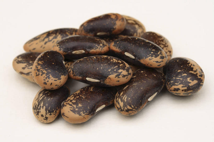 无人,横图,方图,室内,特写,白天,白色背景,美景,植物,豆,蔬菜,斑点,景观,园艺,食品,褐色,种子,豆角,饮食,白色,自然,景色,摄影,影棚,环境,自然风光,摄影棚,红花菜豆,式样,开端,休闲活动,彩图,影棚拍摄,拍摄