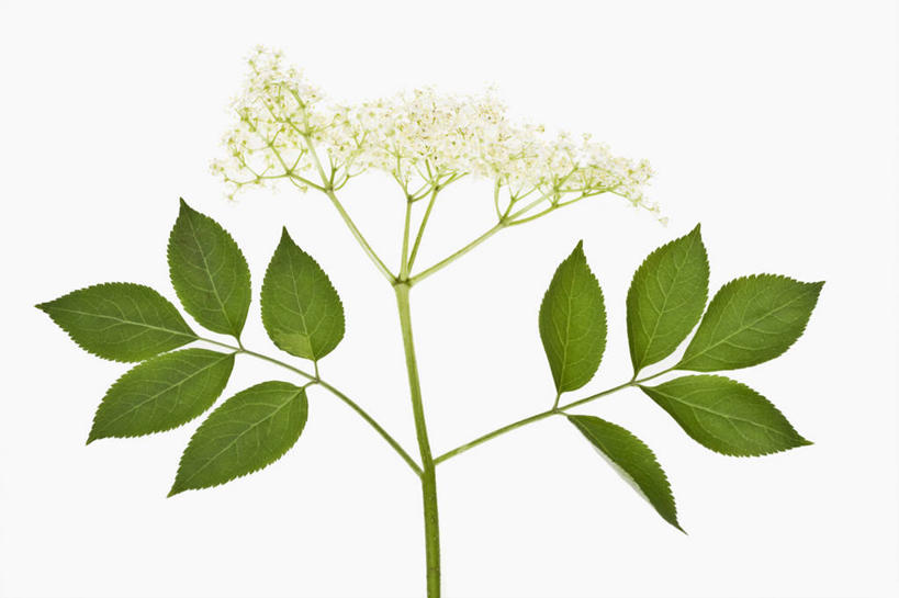 老年人,无人,横图,留白,植物,叶子,食品,野花,草药,药草,饮品,饮食,中药,花,花瓣,树,树木,食物,饮料,绿色,自然,摄影,影棚,生长,成长,可口,清新,摄影棚,药材,中草药,接骨木,中药材,本草,草珊瑚,接骨金粟兰,九节茶,九节风,九节花,肿节风,竹节茶,适口,彩图,影棚拍摄,拍摄