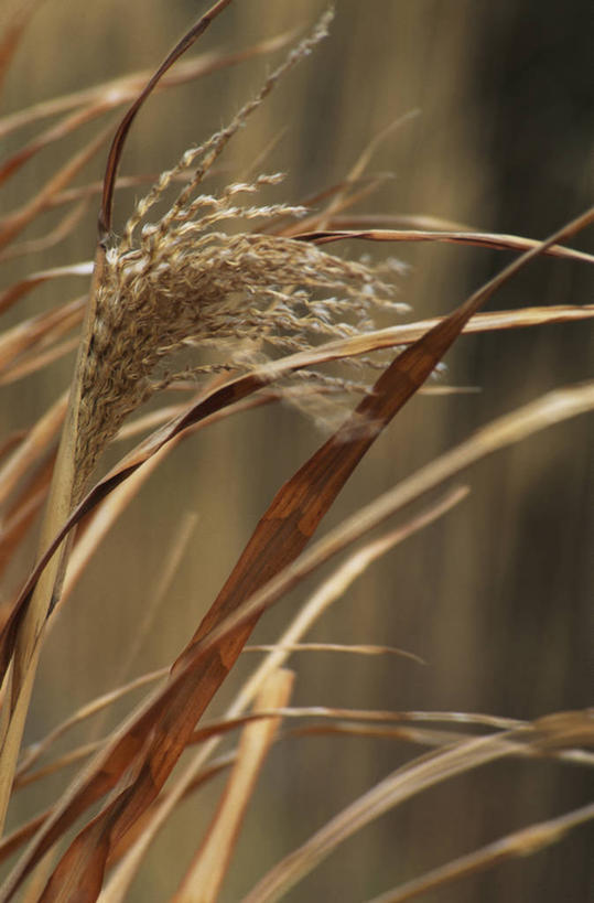 无人,竖图,室外,特写,白天,留白,植物,叶子,英国,草,红色,摄影,柔焦,观赏草,秋天,彩图,对焦,多年生植物