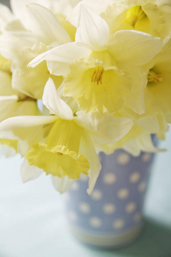 无人,竖图,室内,美景,植物,水仙花,静物,花瓶,圆点,景观,黄色,自然,花束,景色,摄影,自然风光,彩图,影棚拍摄