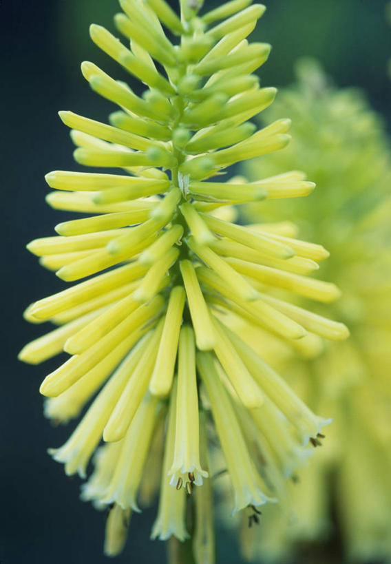 无人,竖图,彩色,室外,特写,白天,留白,热情,植物,英国,花,花瓣,黄色,绿色,夏天,摄影,五颜六色,色彩斑斓,锋利,尖锐,清新,柔焦,五彩缤纷,思念,五彩斑斓,火把莲,火炬百合,火炬花,五光十色,彩图,剑叶兰,对焦,多年生植物