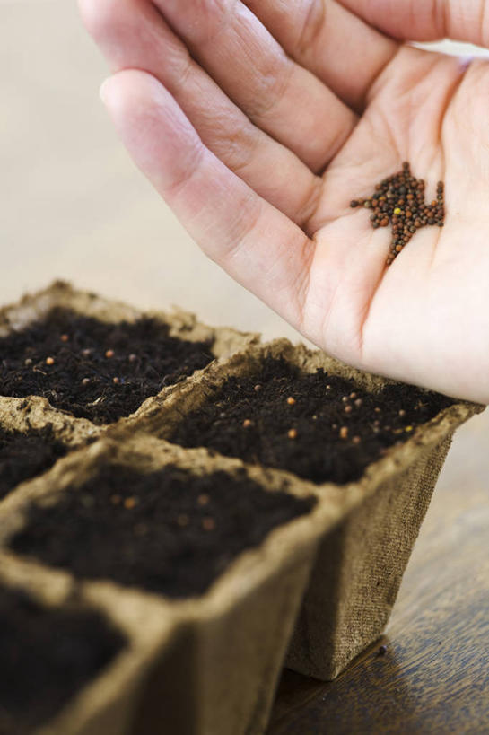 手,手掌,一个人,竖图,特写,白天,留白,农业,花盆,英国,工作,泥土,园艺,种子,设备,物品,容器,职业,播种,人体,摄影,部分,关爱,清新,柔焦,彩图,对焦,家务劳动