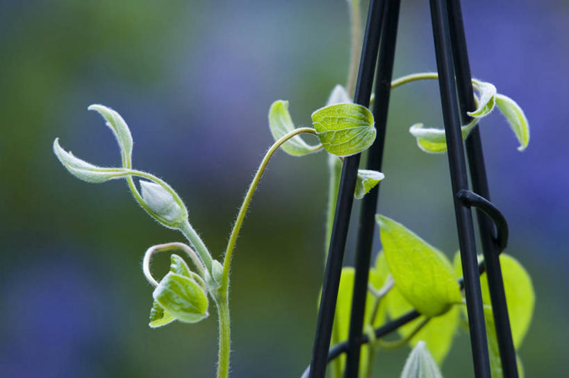 无人,横图,室外,特写,白天,美景,植物,叶子,景观,铁线莲,自然,靠,靠着,景色,摄影,生长,支撑,放置,清新,自然风光,开端,彩图,对焦,卷须