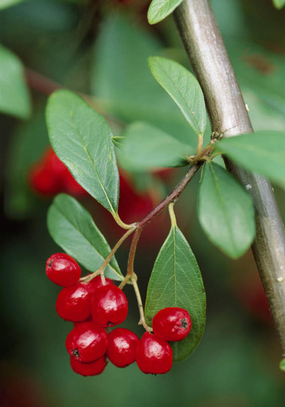 无人,竖图,彩色,室外,特写,白天,留白,植物,浆果,叶子,英国,枝,红色,绿色,摄影,灌木,五颜六色,色彩斑斓,清新,柔焦,五彩缤纷,五彩斑斓,五光十色,秋天,彩图,对焦