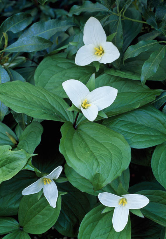 无人,竖图,室外,特写,白天,留白,植物,叶子,英国,花,花瓣,绿色,白色,春天,摄影,延龄草,彩图,对焦,多年生植物