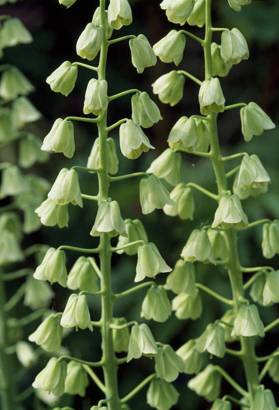 无人,竖图,室外,特写,白天,美景,植物,景观,花,自然,春天,景色,摄影,生长,清新,自然风光,豹纹蝶,贝母,彩图