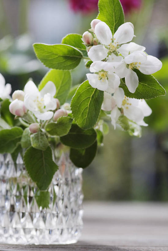 无人,竖图,室外,特写,白天,美景,植物,静物,花瓶,景观,花,花瓣,花朵,白色,自然,花束,春天,景色,摄影,清新,自然风光,苹果花,开端,彩图,对焦